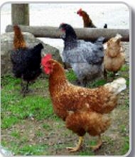 Chickens211
